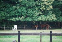 Heirweghof [Paardenpension]